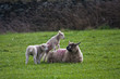 Lambs