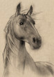 freehand horse head pencil drawing