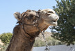 Close up of a Camels Head Close up of a Camels Head