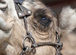 Close up of a Camels Eye Close up of a Camels Eye