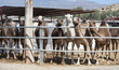 Close up of a Group of Camels Close up of a Group of Camels