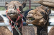 Close up of two Camels Close up of two Camels