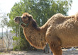 Close up of a Camel Close up of a Camel