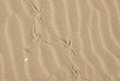 la spiaggia di Pescara