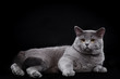 British Shorthair at the studio on black background British Shorthair at the studio on black background