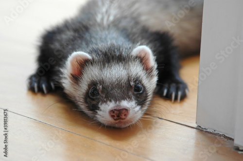Photo: Sable ferret Sable ferret