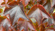 Feuilles de vigne