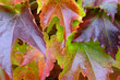 FEUILLES DE VIGNE