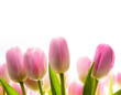 art tulip spring flowers in the sunlight art tulip spring flowers in the sunlight