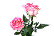 Bouquet from three white-red roses Bouquet from three white-red roses