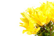 Beautiful lilies Beautiful lilies