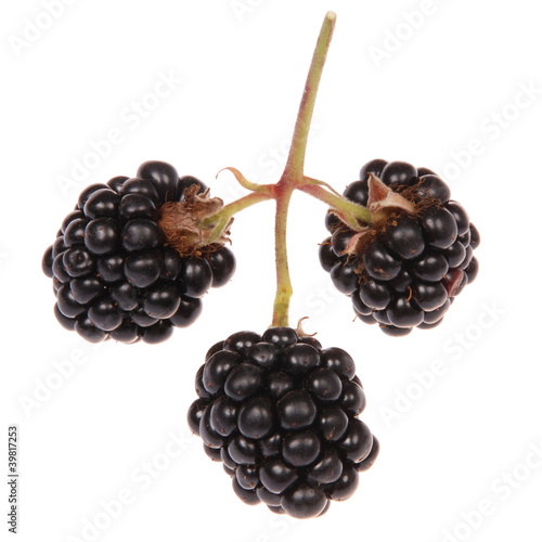 Photo: The blackberry The blackberry