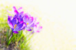 Foto: crocus flowers, backlit crocus flowers, backlit
