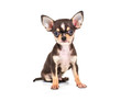 Funny puppy Chihuahua poses on a white background