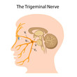 The trigeminal nerve, eps8