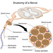 Anatomy of a nerve, eps8