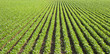 soybean field with rows