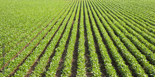 Photo: soybean field with rows soybean field with rows