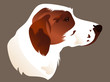 hunting dog head