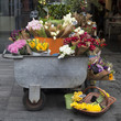 Colorful variety of flowers
