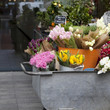 Colorful variety of flowers in iron trolley