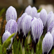 Some multi-colored snowdrops, crocuses