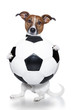 dog with a white soccer ball