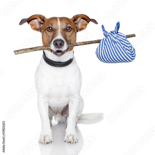 Foto: dog with a stick and a blue bad dog with a stick and a blue bad