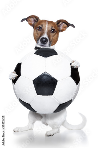 Foto: dog with a white soccer ball dog with a white soccer ball