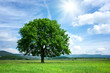 Tree on green field