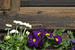 Fensterbank mit Primel
