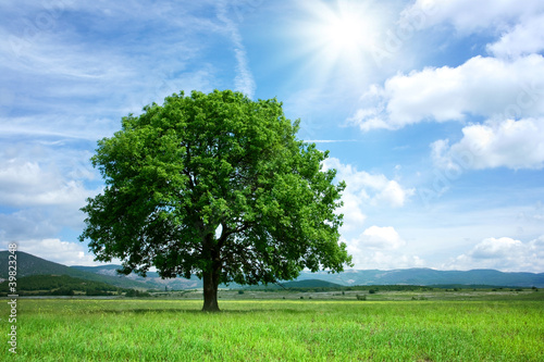 Photo: Tree on green field Tree on green field
