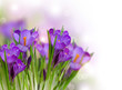 Crocus Spring Flowers