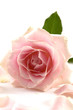 Pink rose with leaves and petals isolated on white