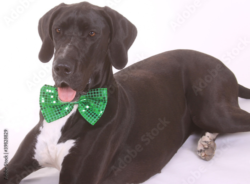 Photo: Happy St. Patricks Dane Happy St. Patricks Dane