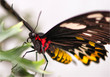 Beautiful exotic butterfly wingspread