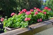 Balkonblumen (Geranien)
