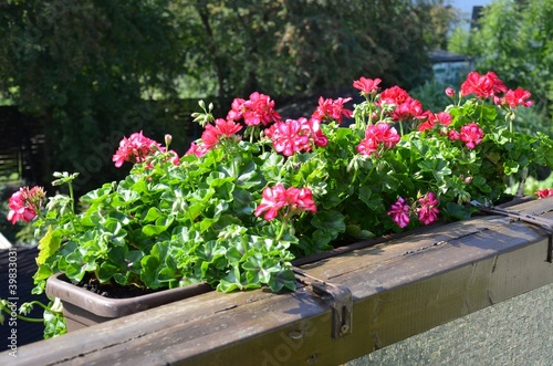 Foto: Balkonblumen (Geranien) Balkonblumen (Geranien)