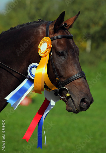 Photo: A beautiful winner dressage horse A beautiful winner dressage horse