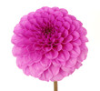 Pink flower