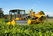 Harvesting Grapes
