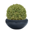 buxus panaché tallé en boule