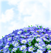 Floral daisy border