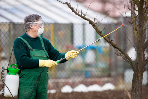 Photo: gardener applying an insecticide/a fertilizer to his fruit gardener applying an insecticide/a fertilizer to his fruit