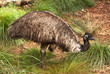 Emu, flightless bird