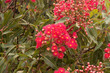 Australian flowering eucalyptus