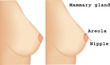 Mammary gland