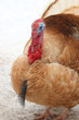 Brown turkey