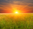 sunset in steppe