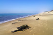 Landes, plage du petit nice